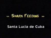 Santa Lucia Cuba-30
SHARK FEEDING Santa Lucia de Cuba
